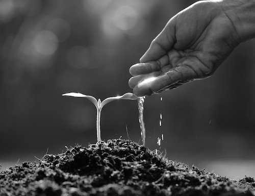 watering plants to symbolising looking after your team to help them grow